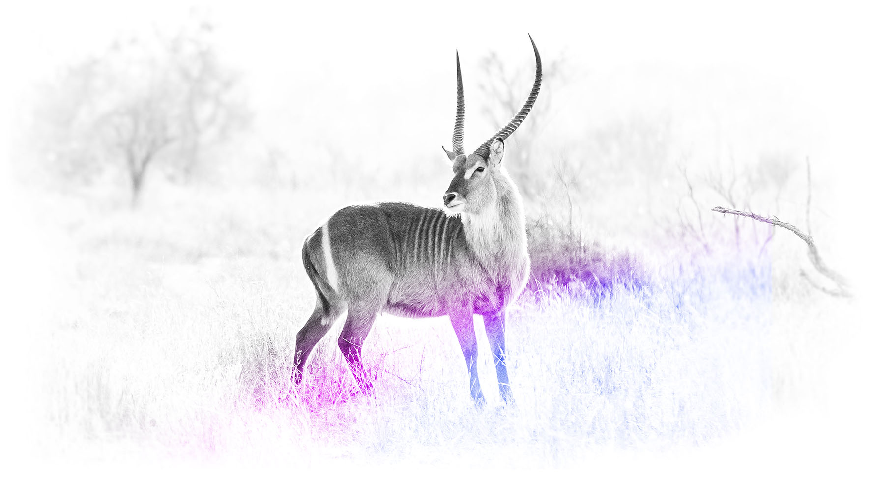 in Africa